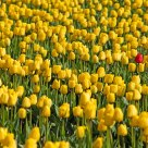 Stand Out.